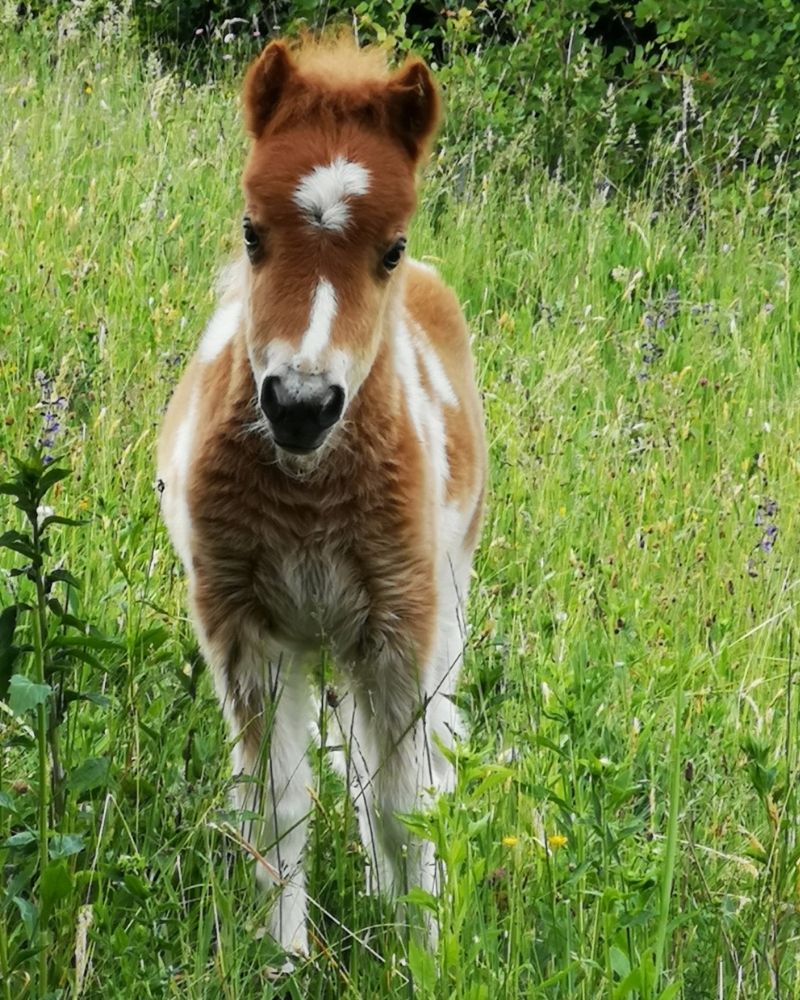 poni poni ranč ogrizek