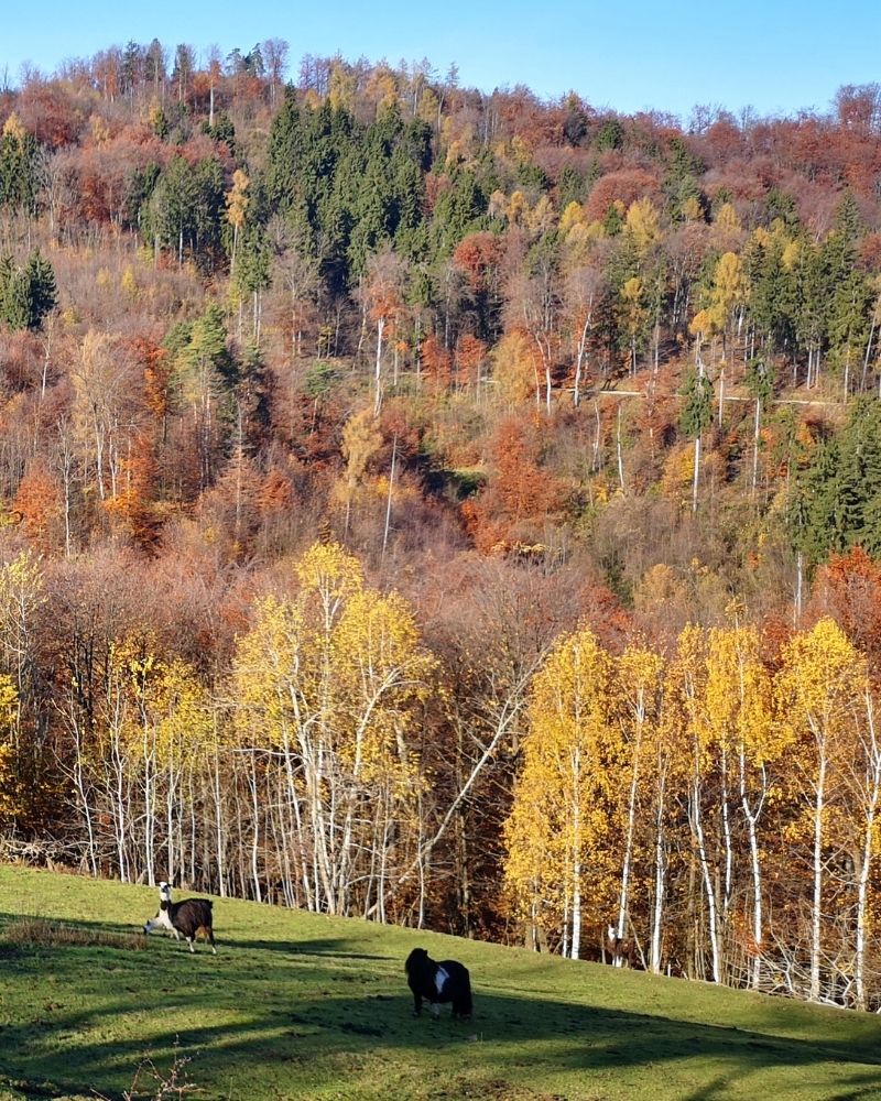 sprostitev podčetrtek poni ranč ogrizek